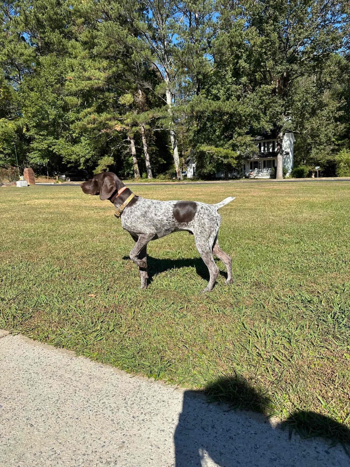 German Shorthaired Pointer Puppies breeder image 9