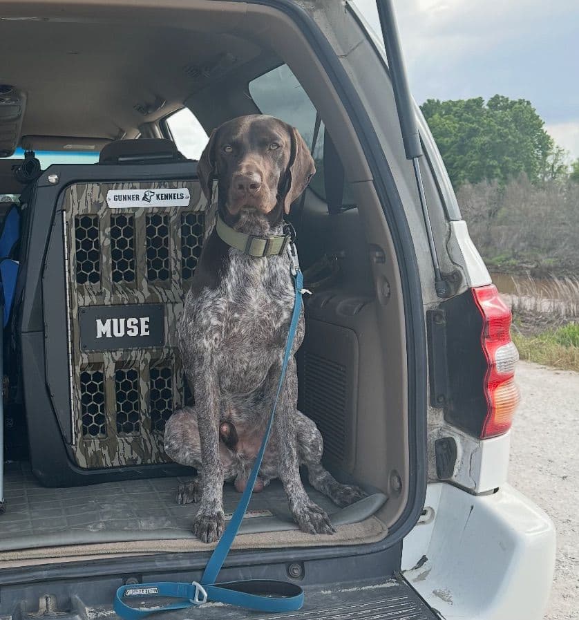 German Shorthaired Pointer Puppies breeder image 10