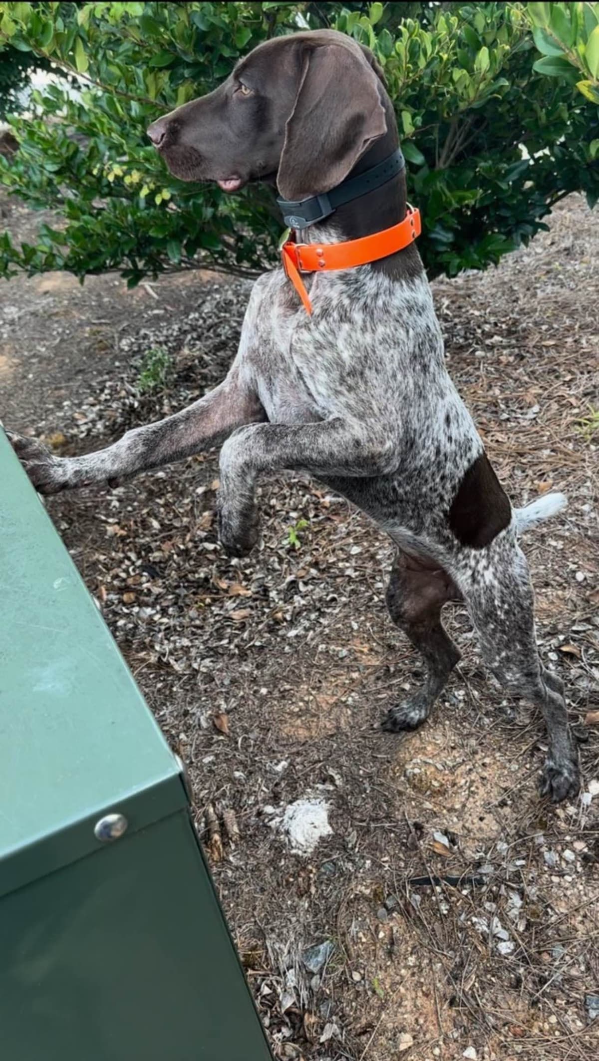 German Shorthaired Pointer Puppies breeder image 11