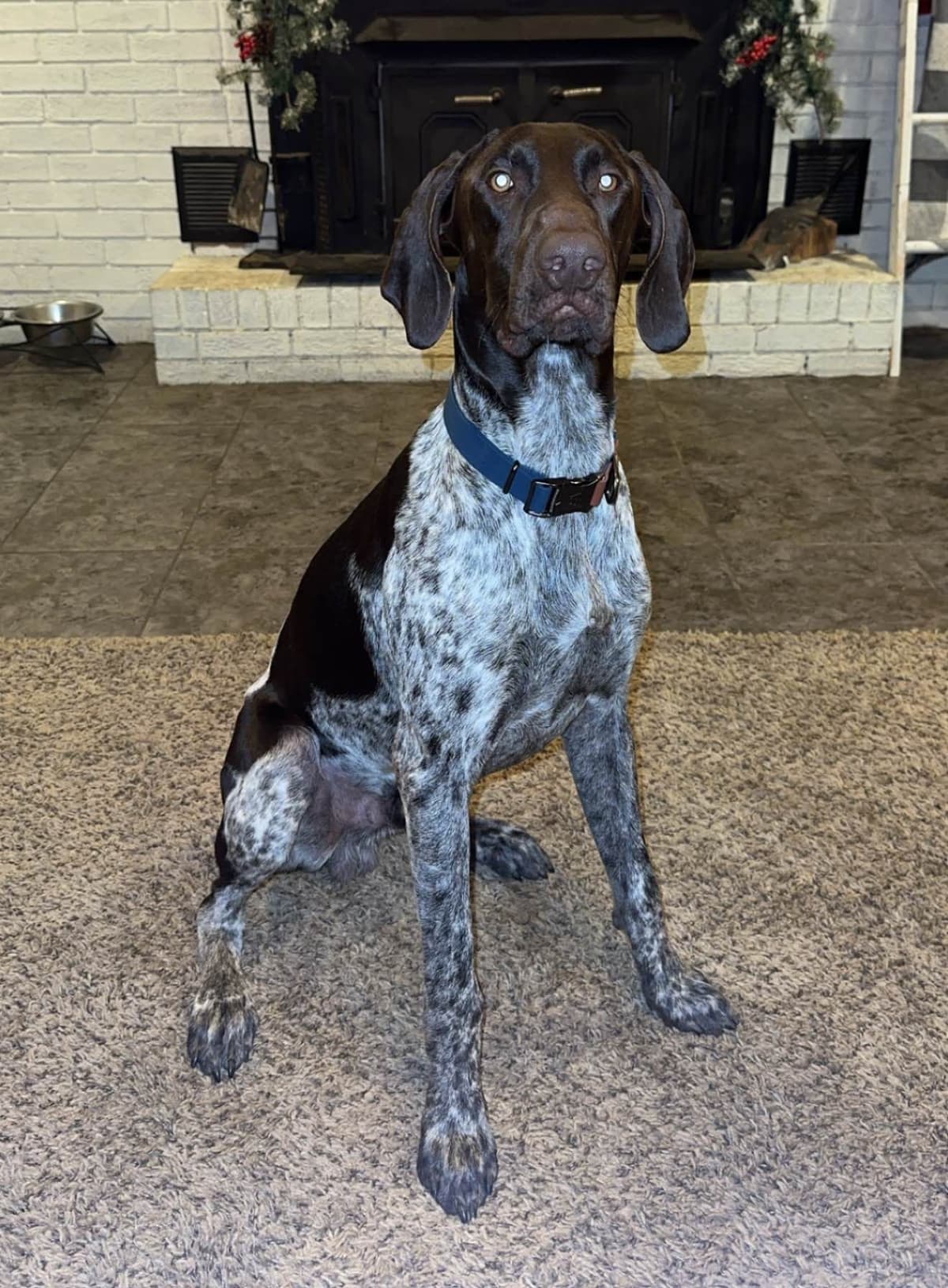 German Shorthaired Pointer Puppies breeder image 13