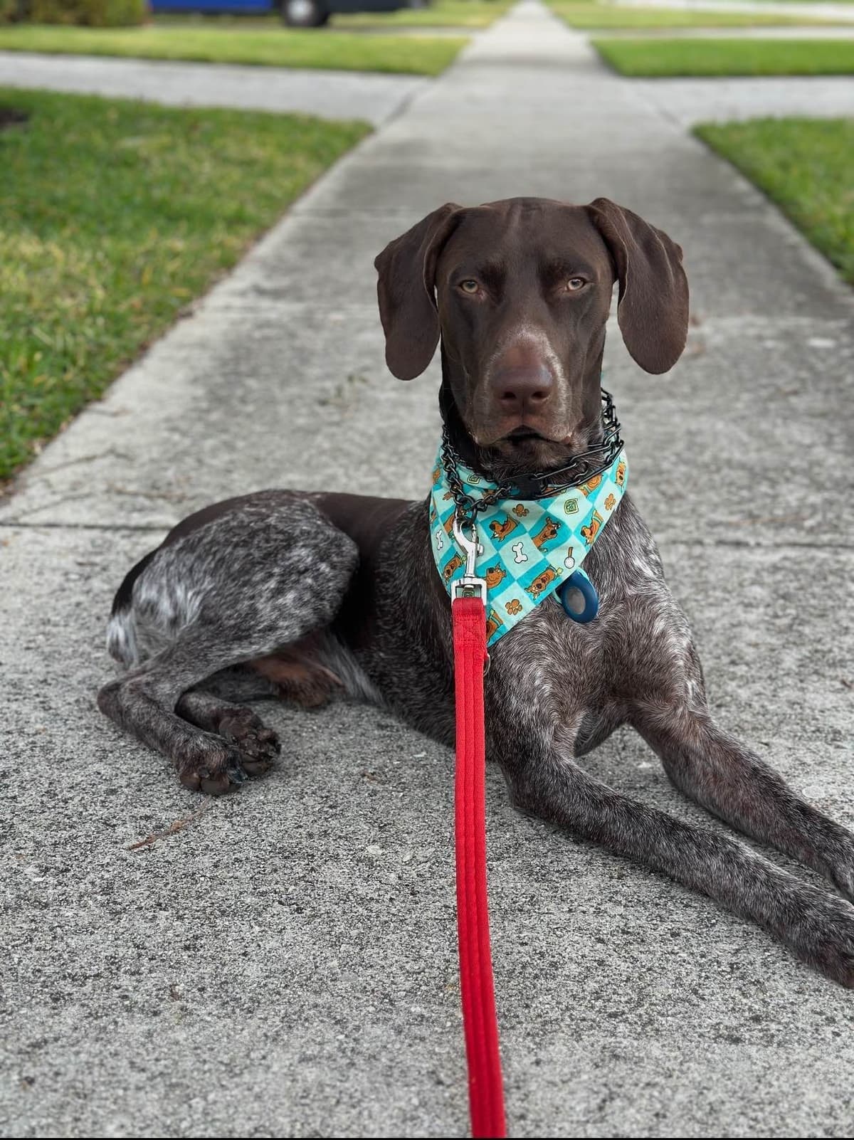 German Shorthaired Pointer Puppies breeder image 12