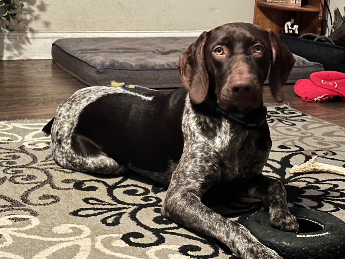 German Shorthaired Pointer Puppies breeder image 16