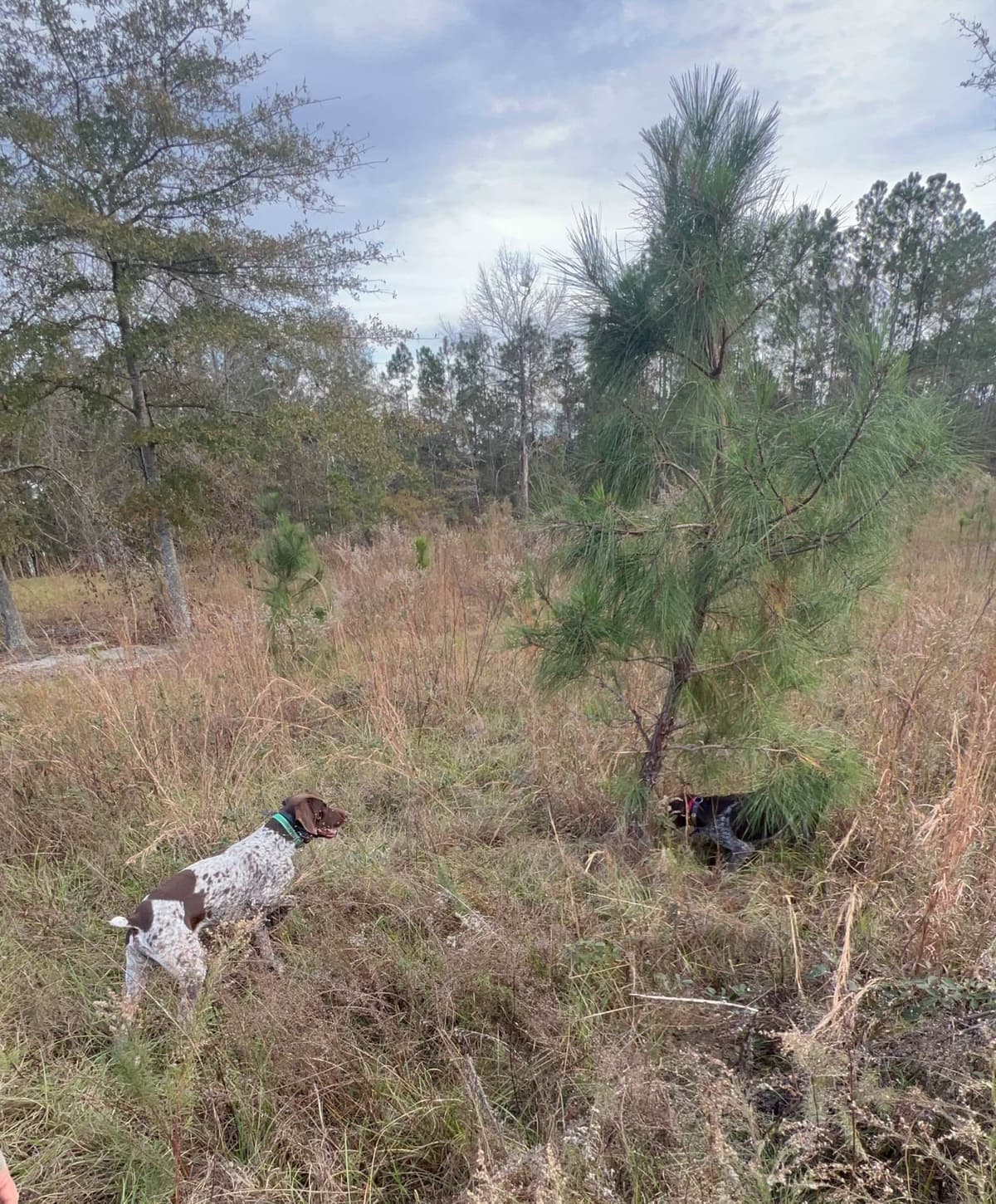 German Shorthaired Pointer Puppies breeder image 18