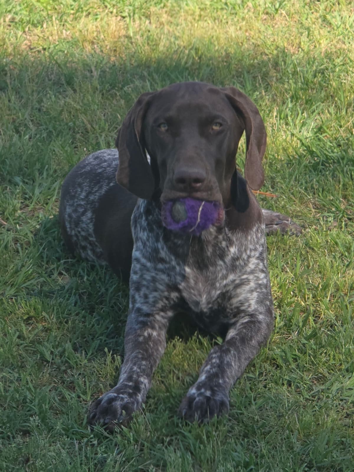 German Shorthaired Pointer Puppies breeder image 17