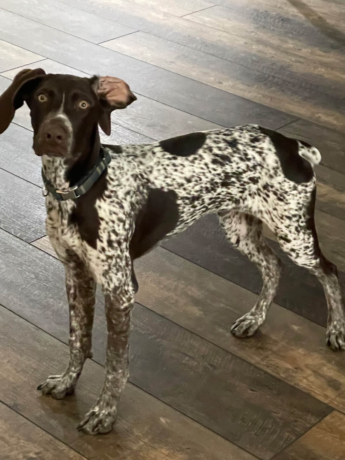 German Shorthaired Pointer Puppies breeder image 19