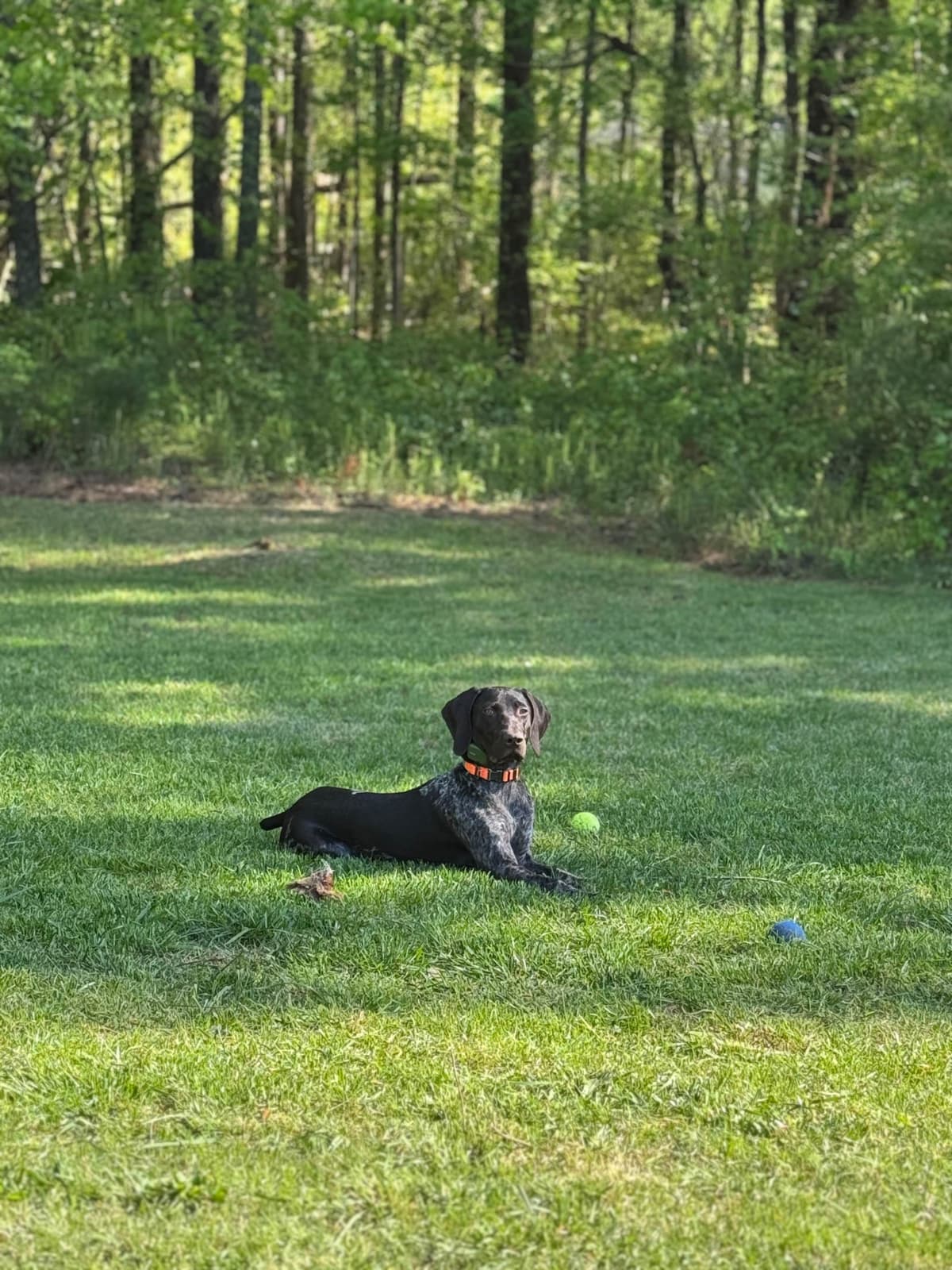 German Shorthaired Pointer Puppies breeder image 21
