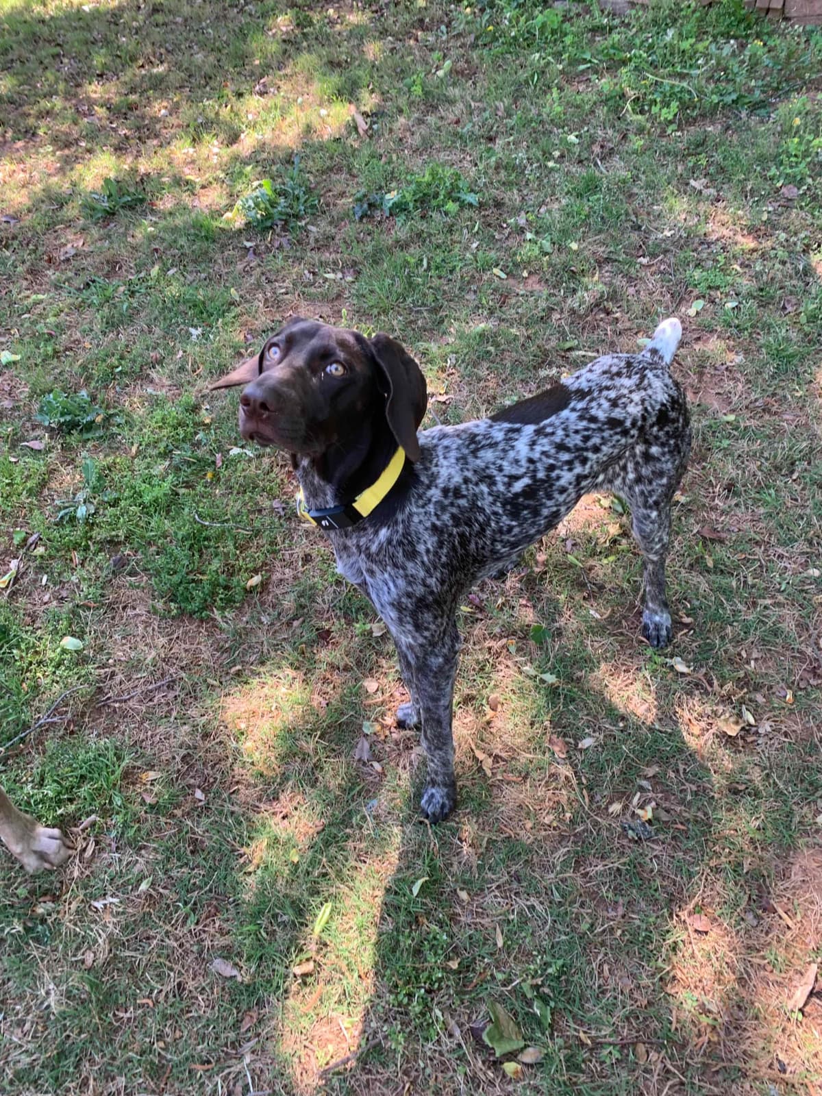 German Shorthaired Pointer Puppies breeder image 22
