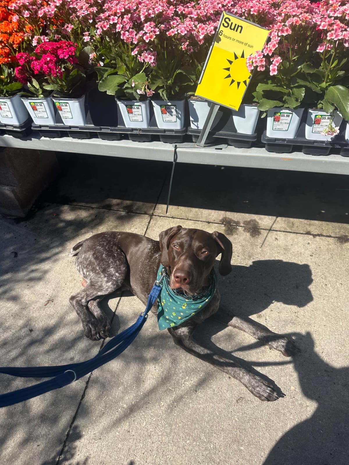 German Shorthaired Pointer Puppies breeder image 25