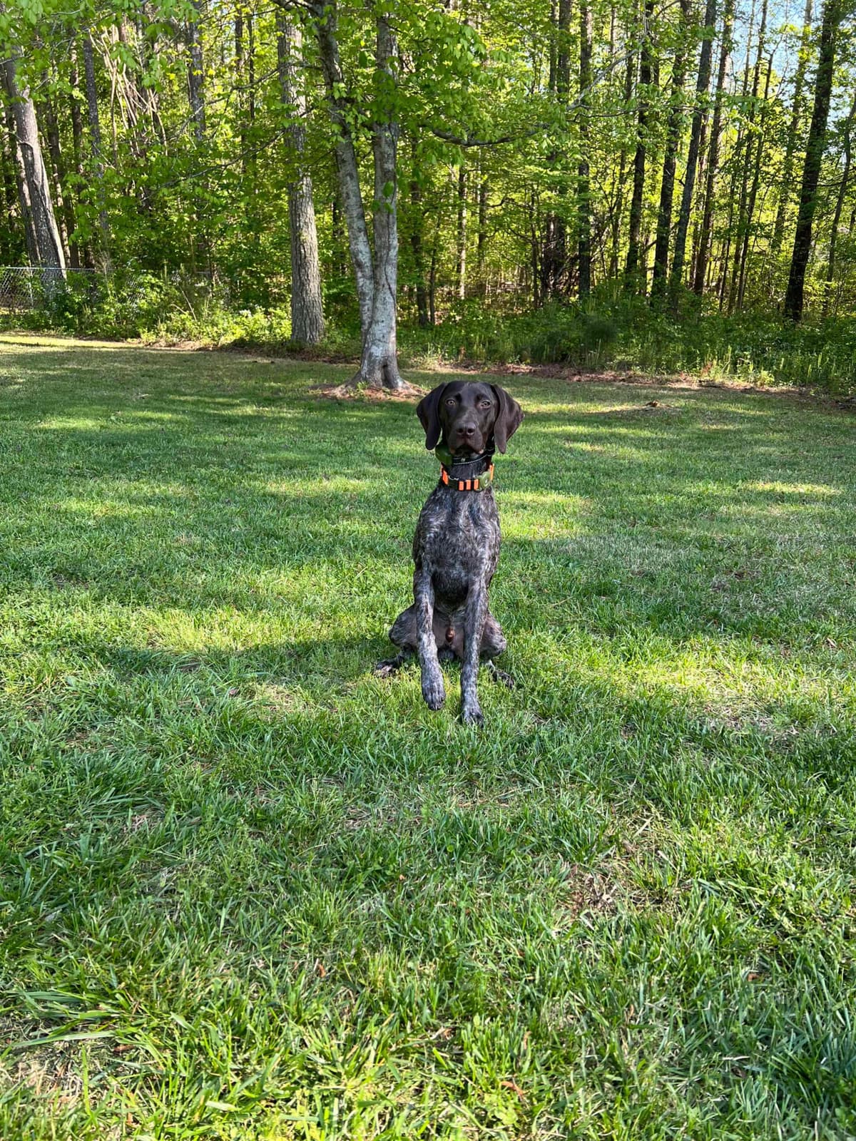 German Shorthaired Pointer Puppies breeder image 27