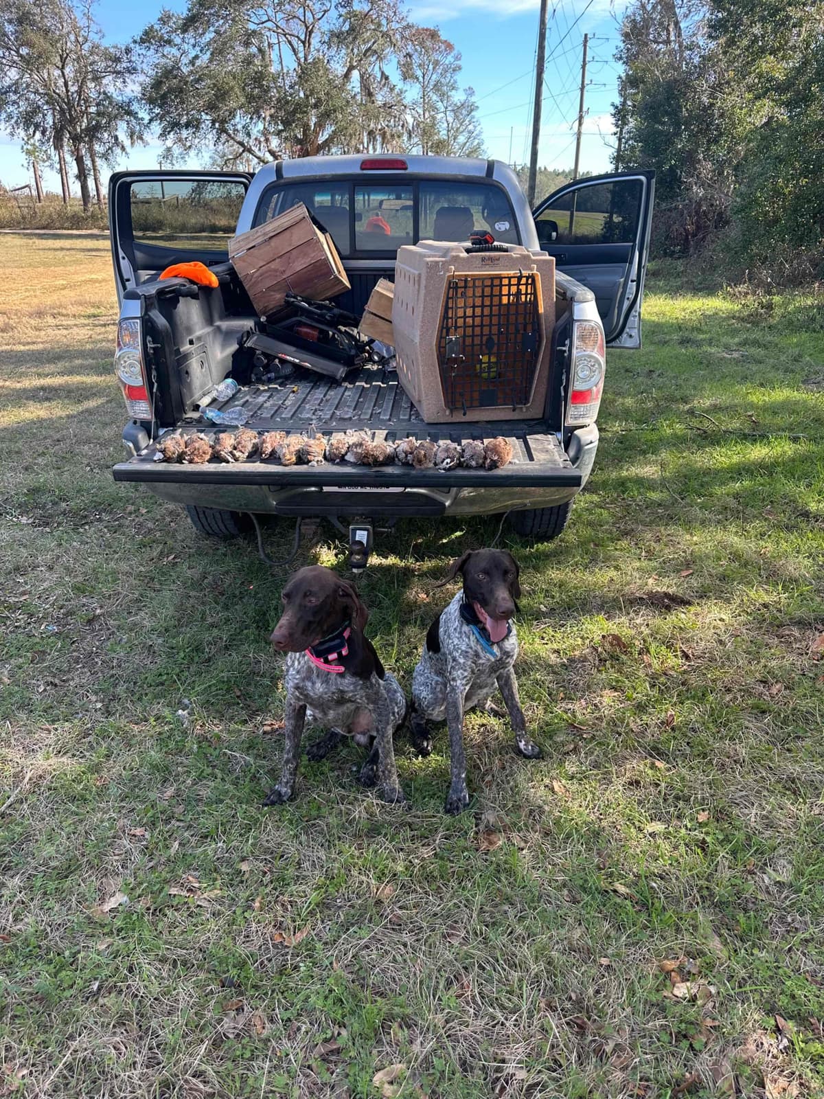 German Shorthaired Pointer Puppies breeder image 26