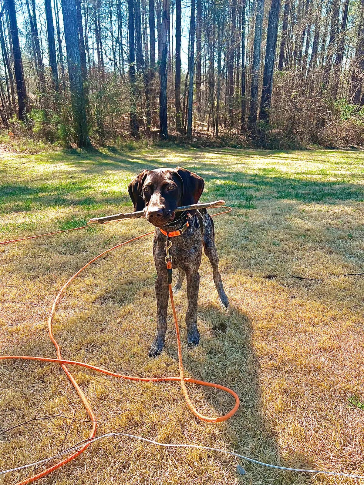 German Shorthaired Pointer Puppies breeder image 29