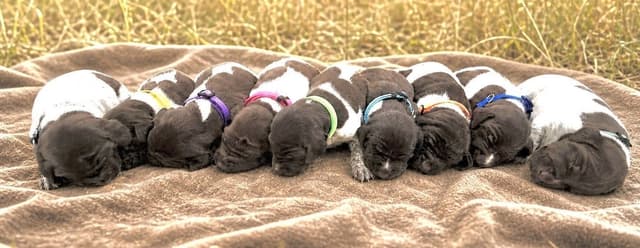 German Shorthaired Pointer Puppies media 3