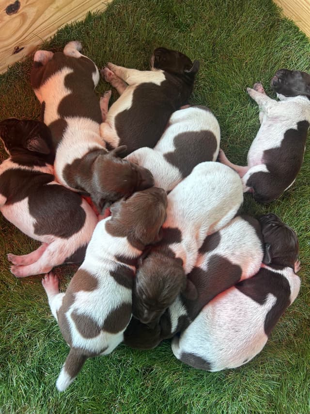 German Shorthaired Pointer Puppies media 2