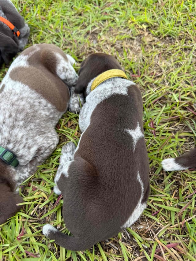 German Shorthaired Pointer Puppies media 5