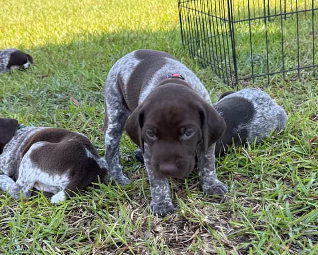German Shorthaired Pointer Puppies media 4