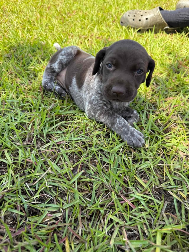 German Shorthaired Pointer Puppies media 6