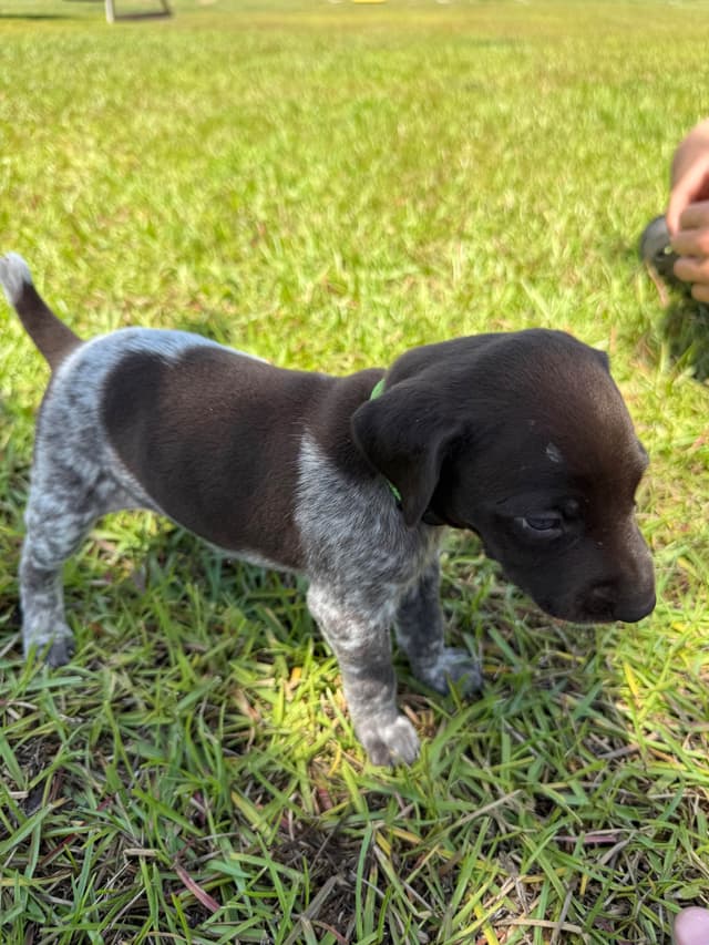 German Shorthaired Pointer Puppies media 7