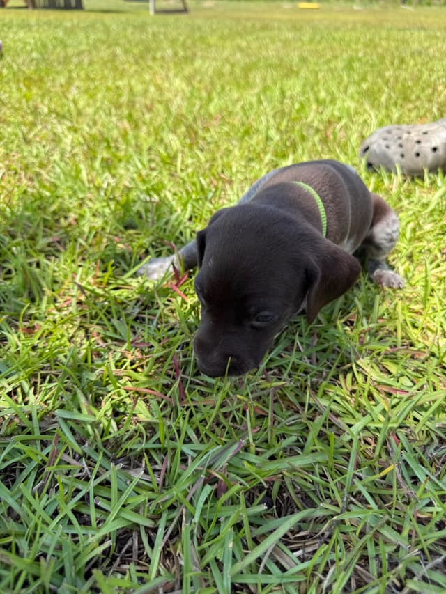 German Shorthaired Pointer Puppies media 8