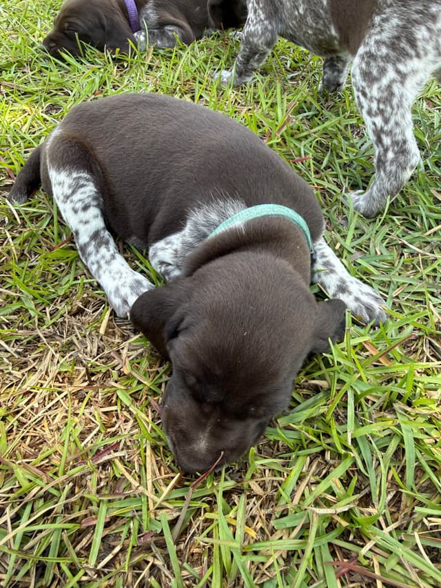German Shorthaired Pointer Puppies media 9