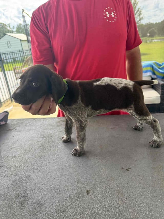 German Shorthaired Pointer Puppies media 10
