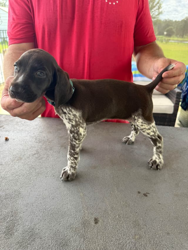 German Shorthaired Pointer Puppies media 11