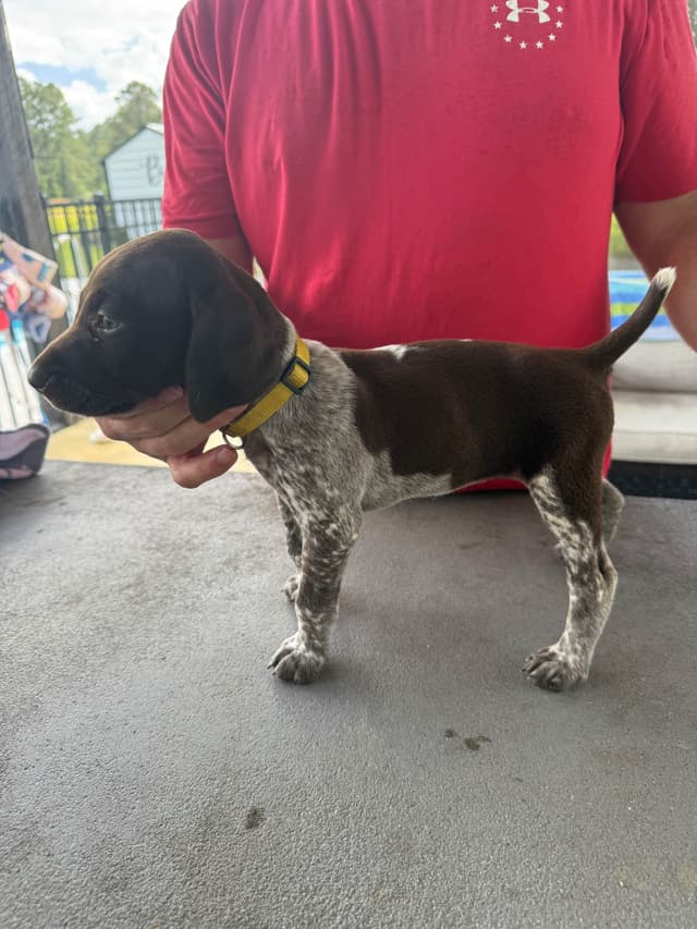 German Shorthaired Pointer Puppies media 12