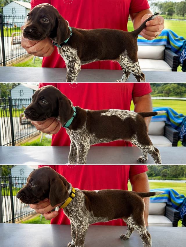 German Shorthaired Pointer Puppies media 13