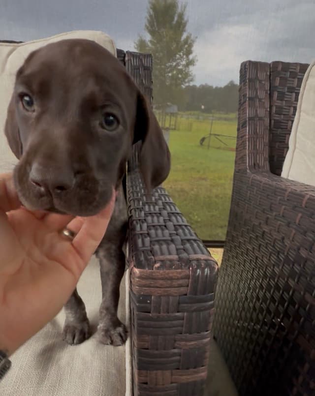 German Shorthaired Pointer Puppies media 14