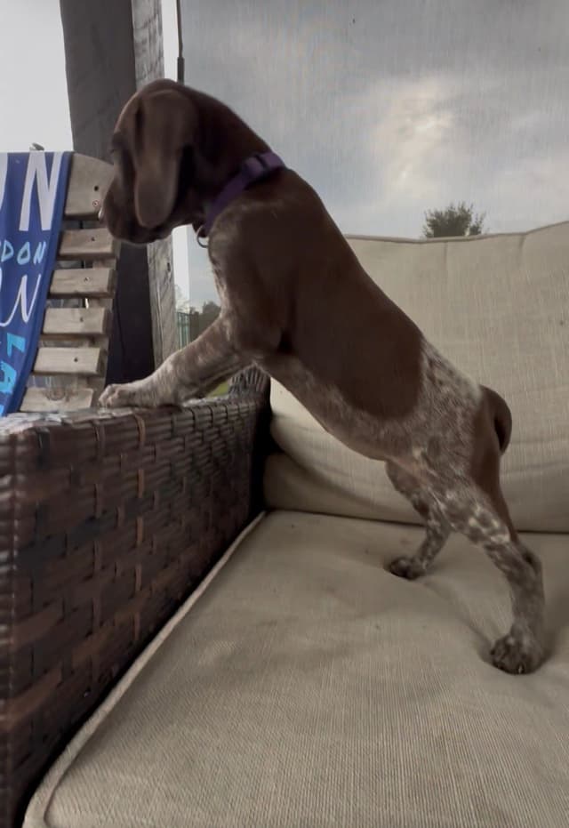 German Shorthaired Pointer Puppies media 15