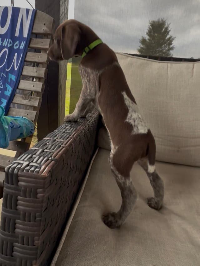 German Shorthaired Pointer Puppies media 16