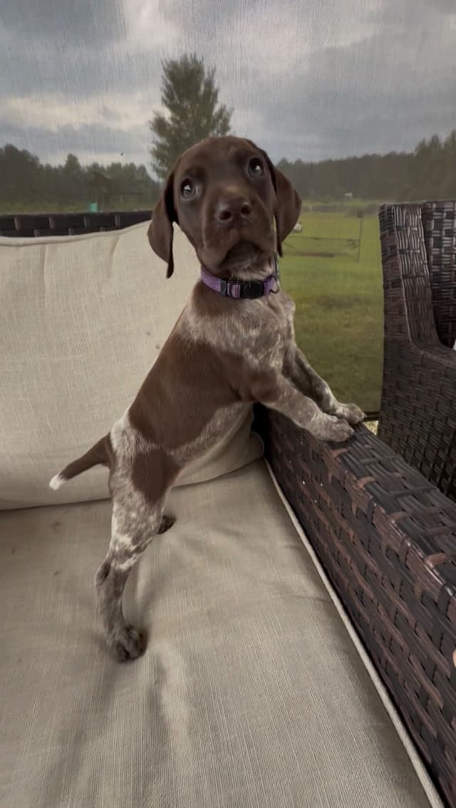 German Shorthaired Pointer Puppies media 17