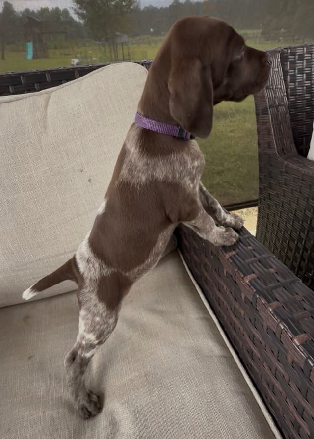 German Shorthaired Pointer Puppies media 18