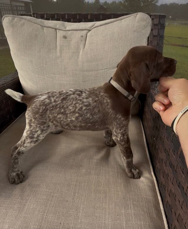 German Shorthaired Pointer Puppies media 21