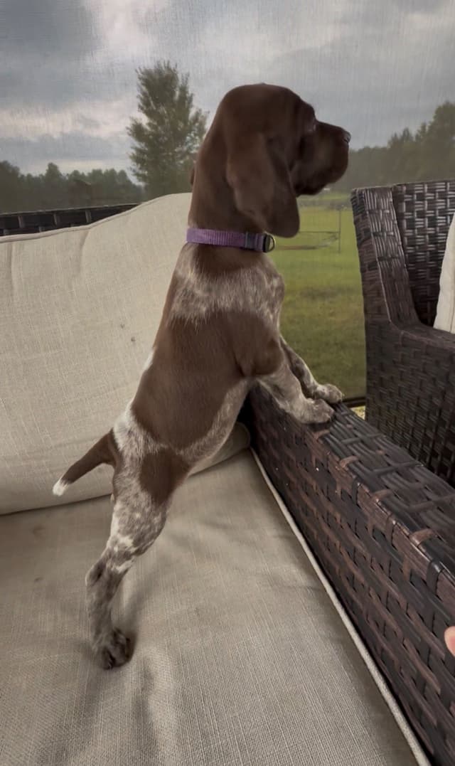 German Shorthaired Pointer Puppies media 20