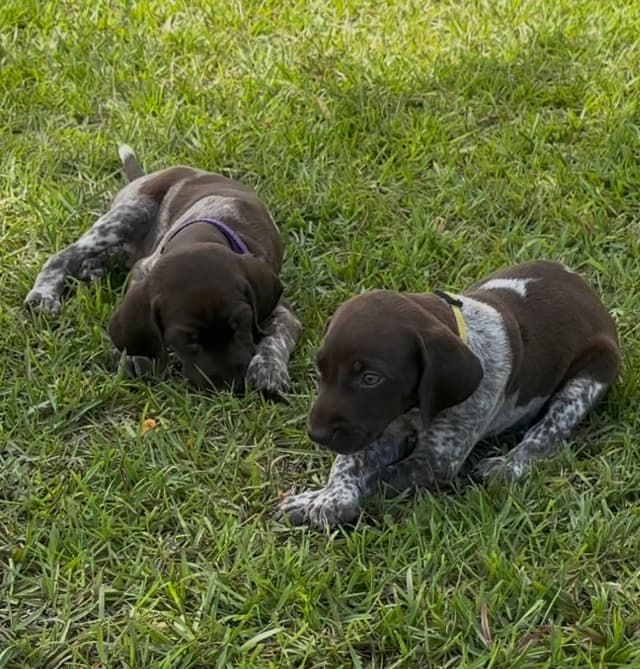 German Shorthaired Pointer Puppies media 22