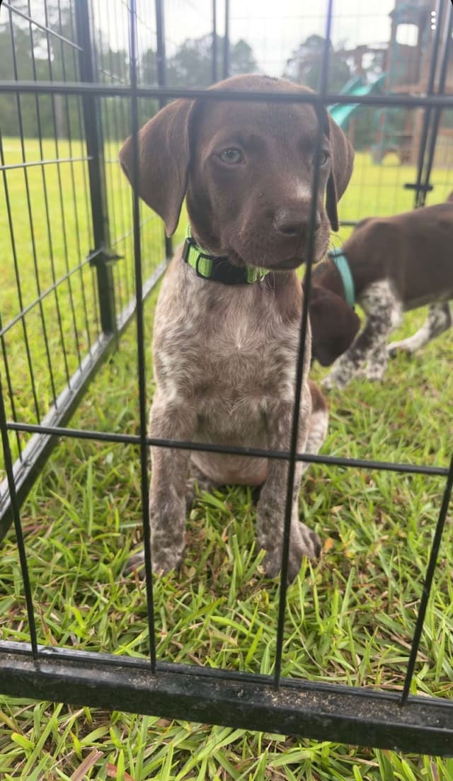 German Shorthaired Pointer Puppies media 23