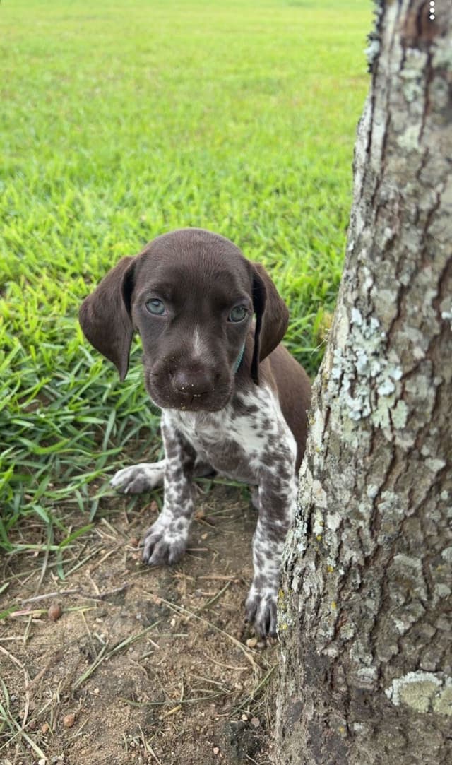 German Shorthaired Pointer Puppies media 24