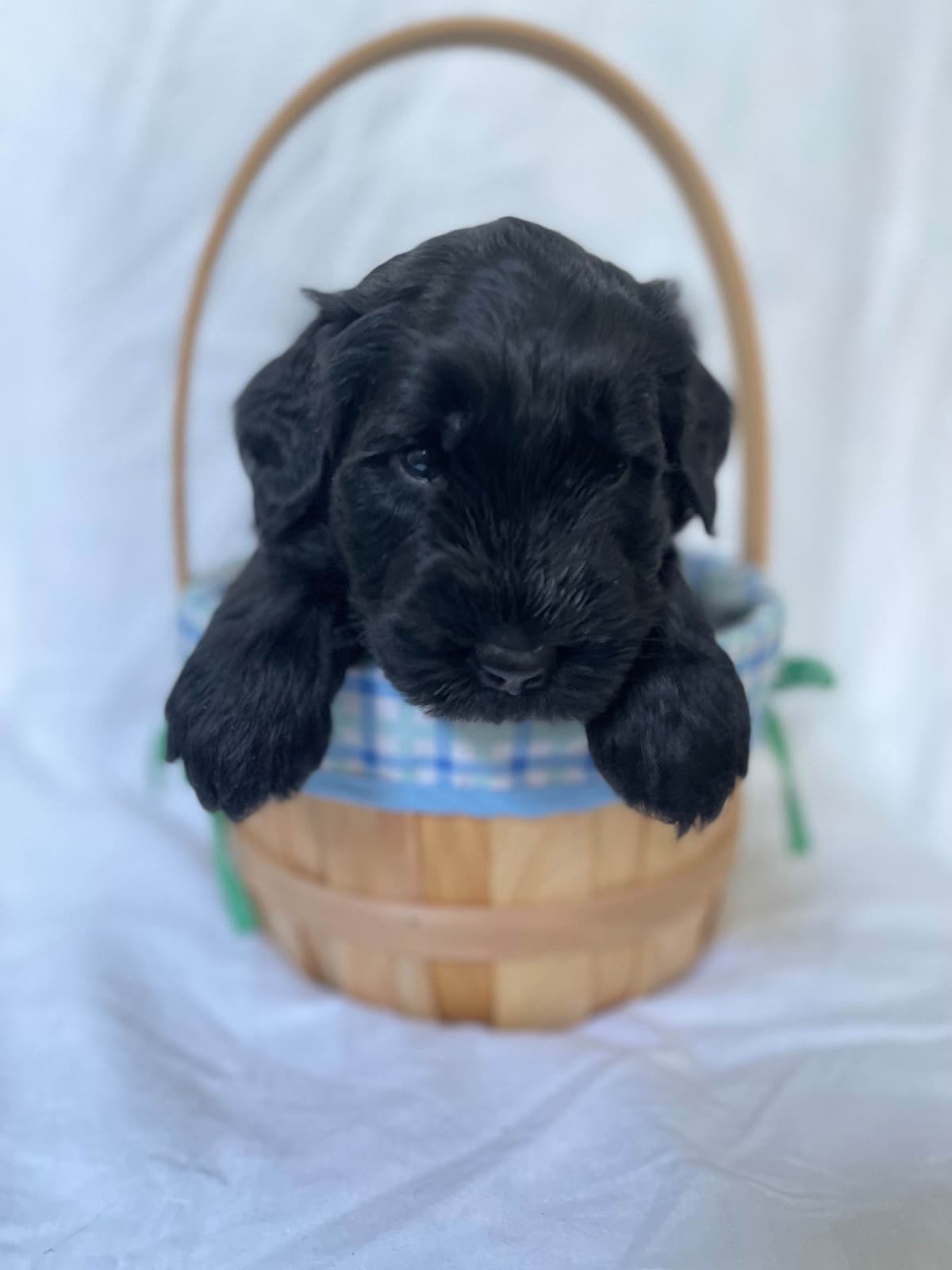 Giant Schnauzer Puppies breeder image 2
