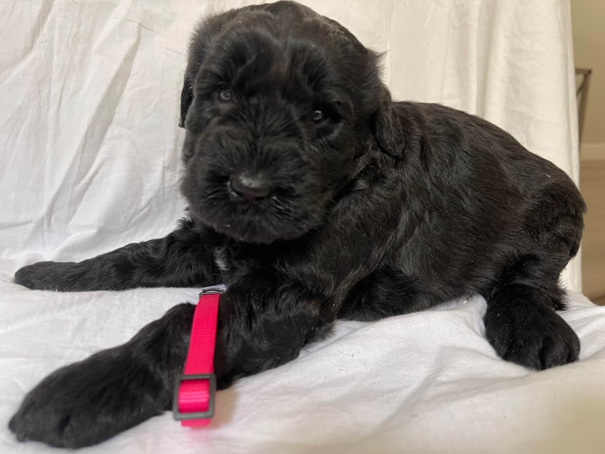 Giant Schnauzer Puppies breeder image 1