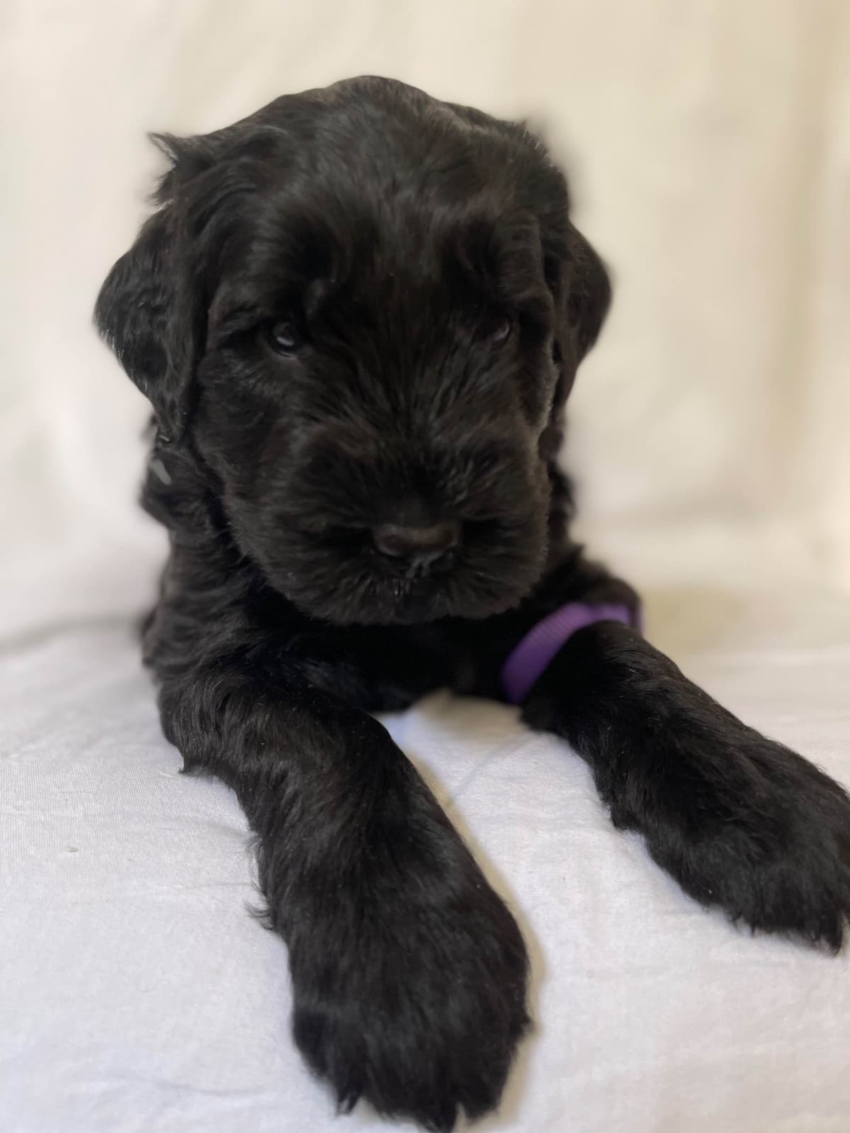 Giant Schnauzer Puppies breeder image 5
