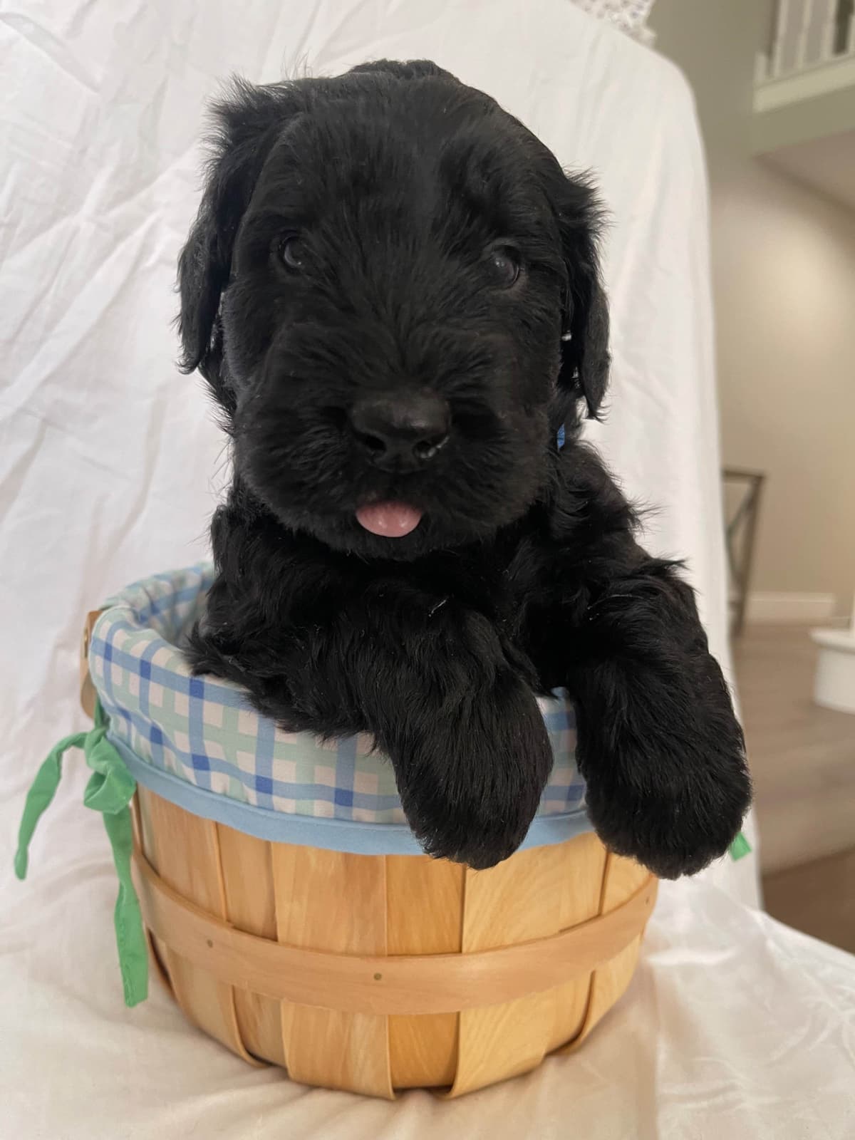 Giant Schnauzer Puppies breeder image 3