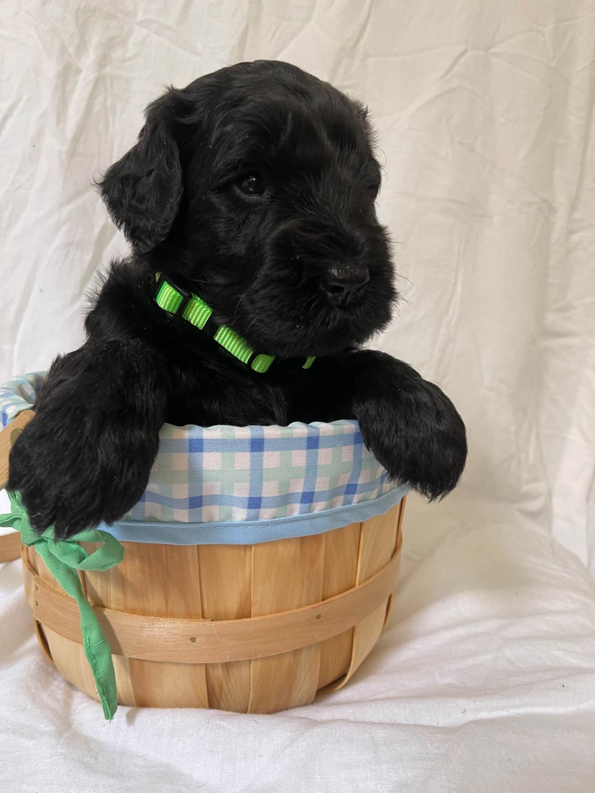 Giant Schnauzer Puppies breeder image 4
