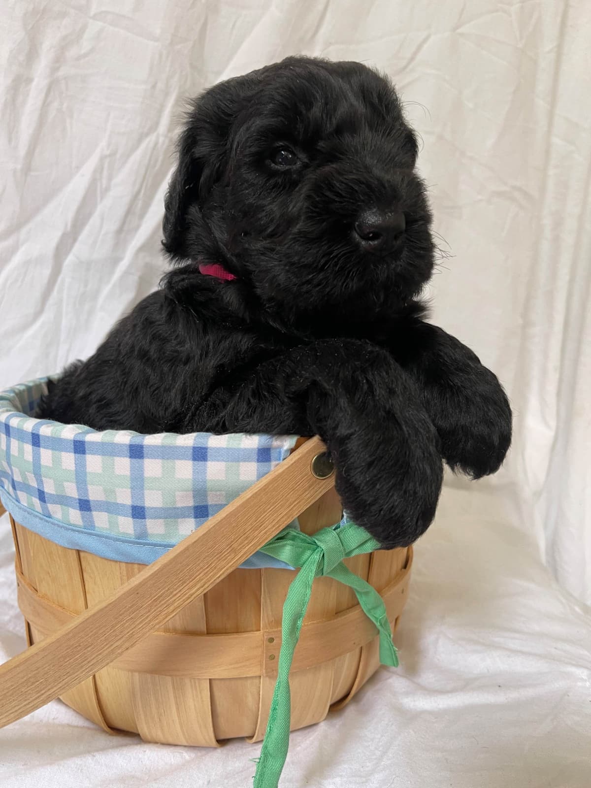 Giant Schnauzer Puppies breeder image 7