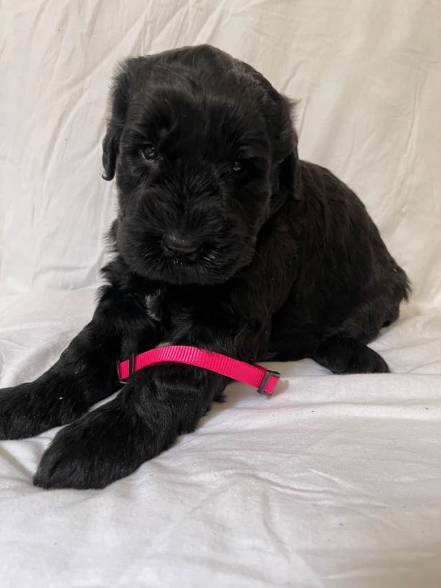 Giant Schnauzer Puppies media 2