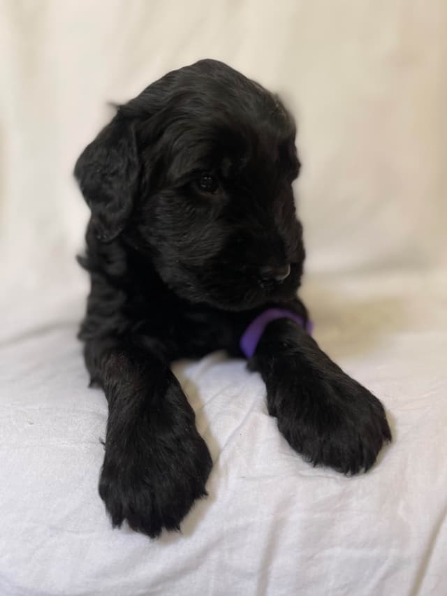 Giant Schnauzer Puppies media 3