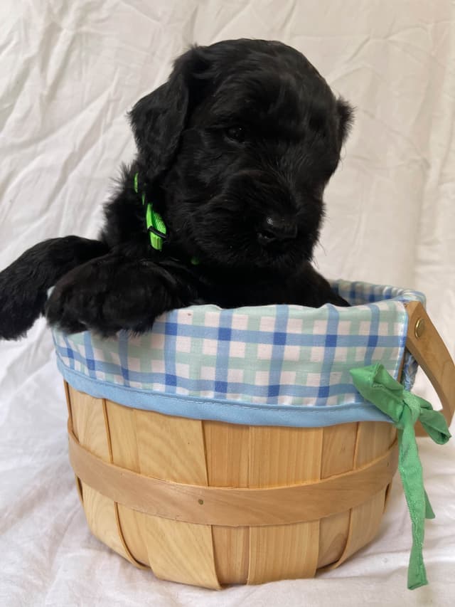 Giant Schnauzer Puppies media 5