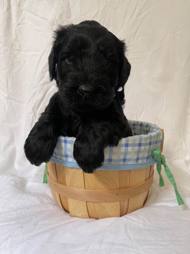 Giant Schnauzer Puppies media 4
