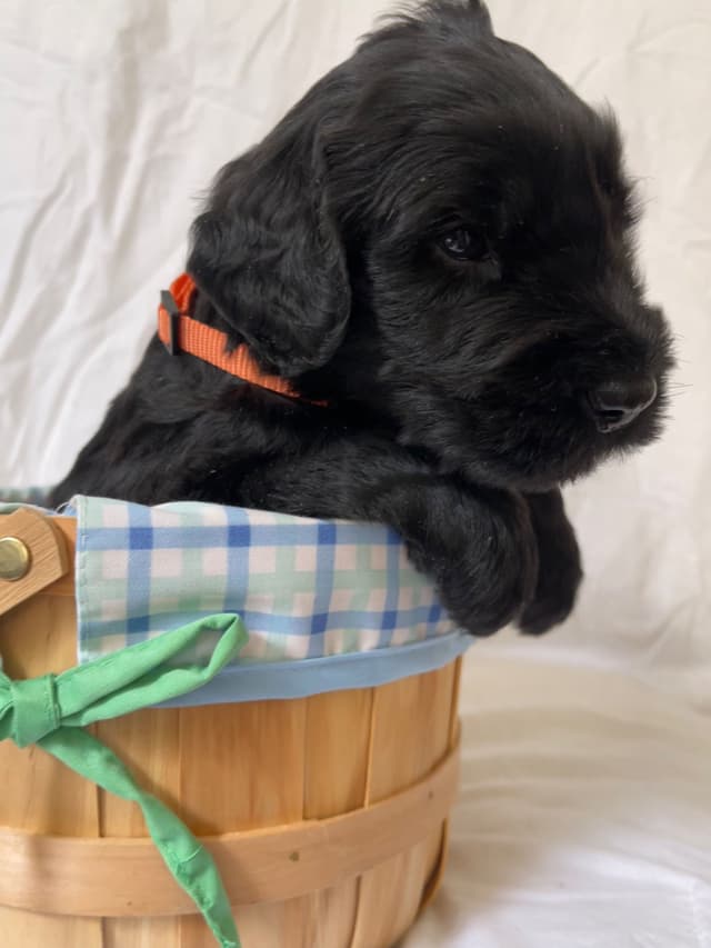 Giant Schnauzer Puppies media 6