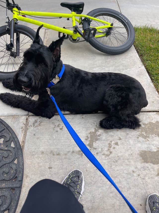 Giant Schnauzer Puppies media 7