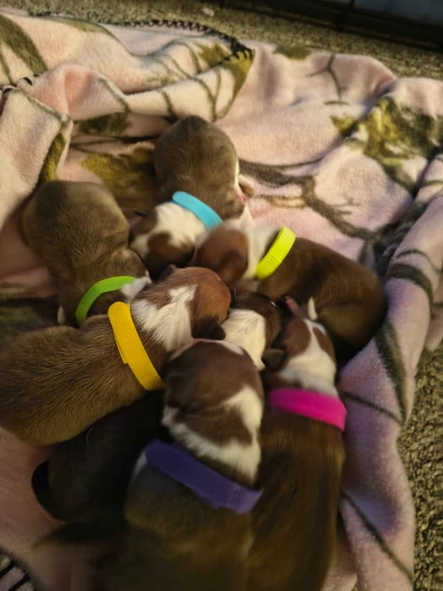 Pembroke Welsh Corgi Puppies media 2